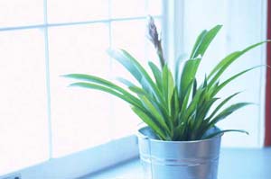 Designing Your Sustainable Home: 10 Things Every Eco-Home Should Have Image